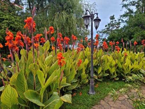 Dreamland Oasis Chakvi