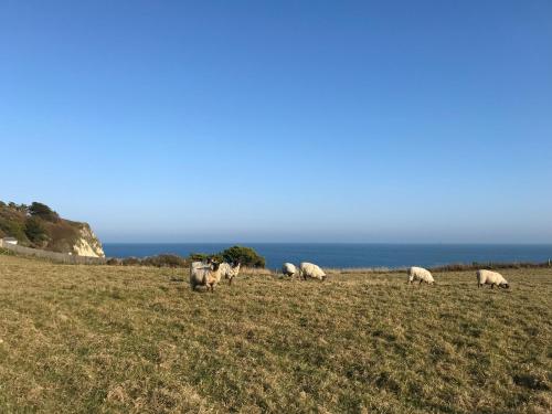 Swallows - carbon neutral hotel in Ventnor