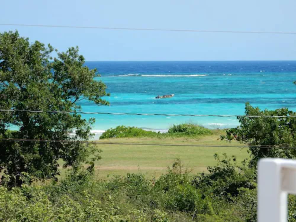 Coral Turtle in Duncans, Jamaica