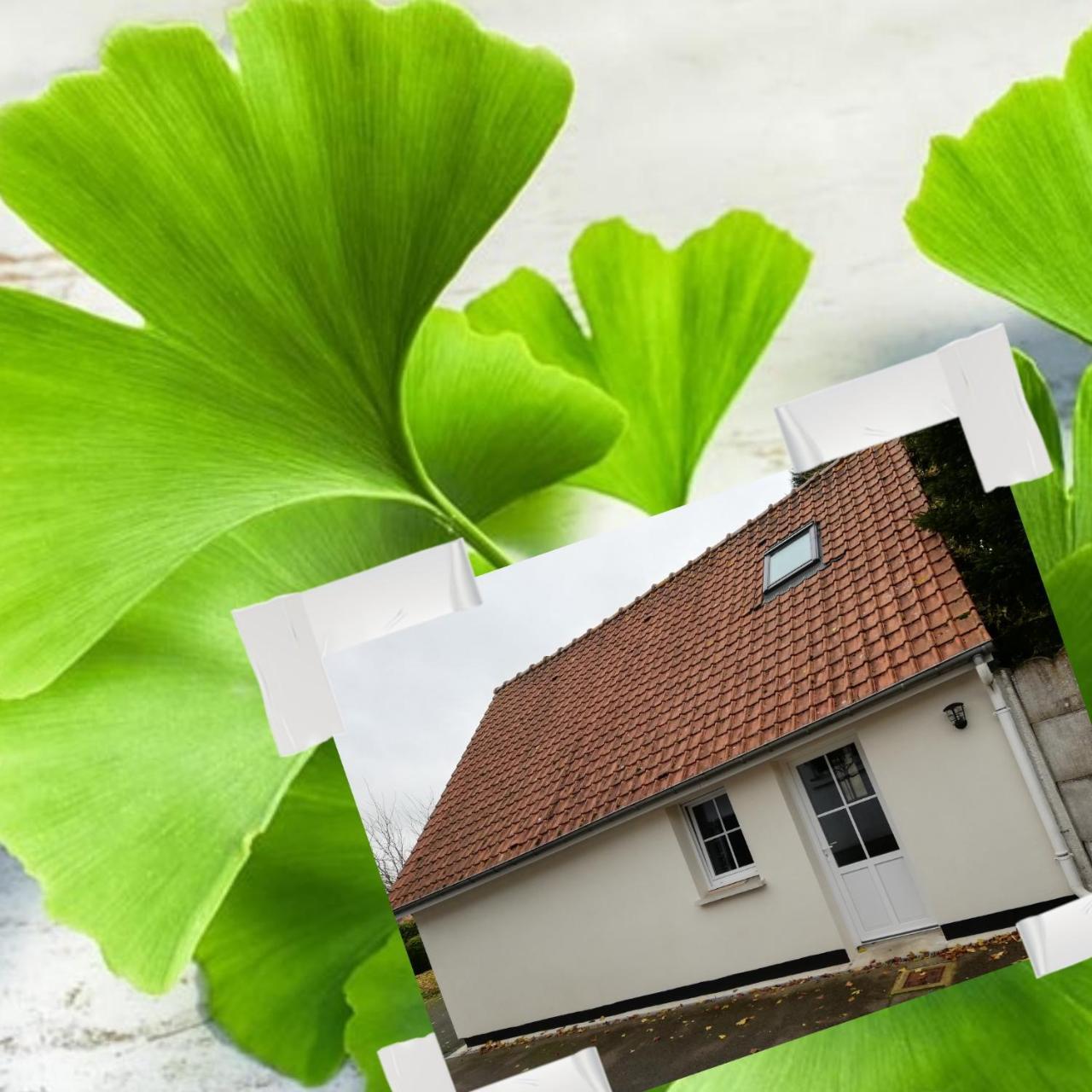 A L’ombre du Ginkgo in Campagne-Les-Hesdin, France
