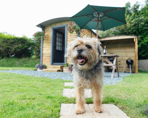 Buttles Shepherd’s Hut in Saundersfoot, United Kingdom