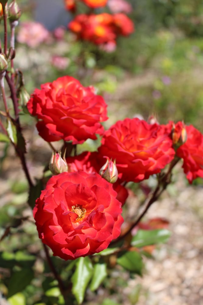 Madonna Inn - photo 86