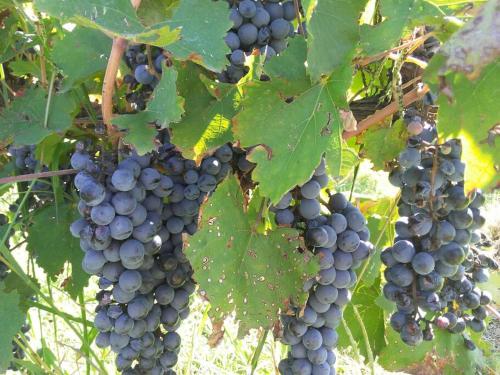 El Canadiense Hospedaje in San Rafael, Argentina