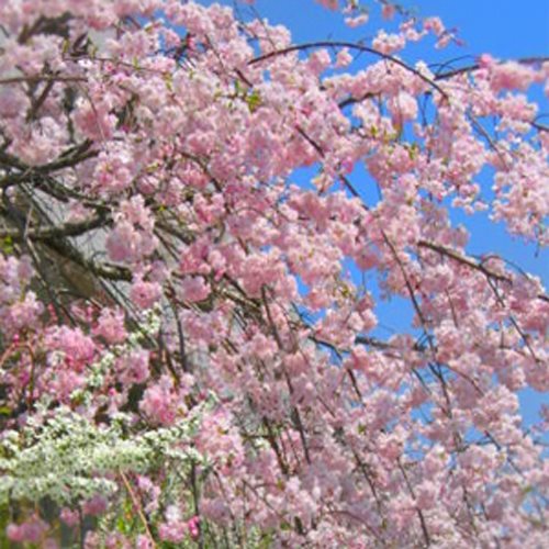 Echigono Oyado Wakatake in Niigata, Japan