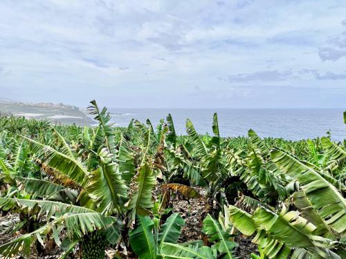 Banana Paradise — La Orotava — photo 5