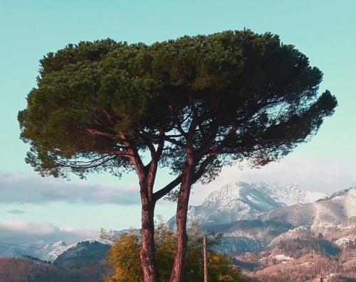 Affittacamere la Foresta di Sopra — Barga — photo 2