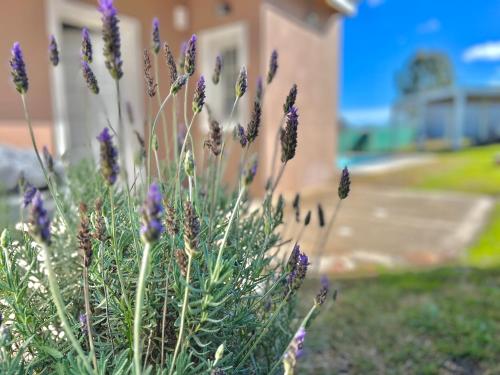 La Terracita de Tandil. Cabaña. House XS — 4-Star Luxury Hotel in Tandil, Argentina