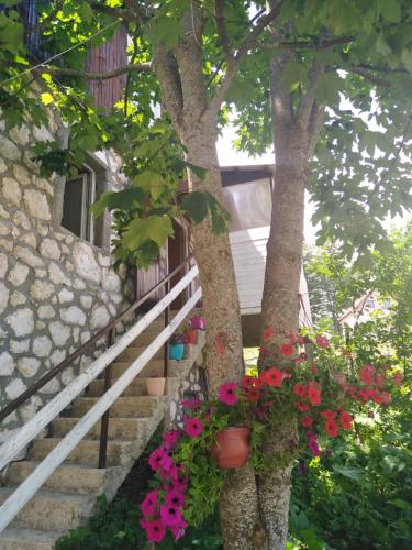 Apartment Dobre Vode — 4-Star Luxury Hotel in Zabljak, Montenegro