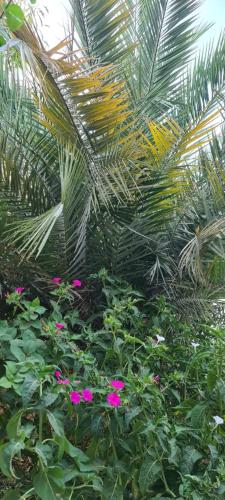 L’Hirondelle de Kelibia : Chez Amou — Kelibia — photo 5