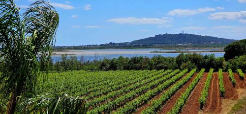 Le Paradis De Mimose — Marseillan