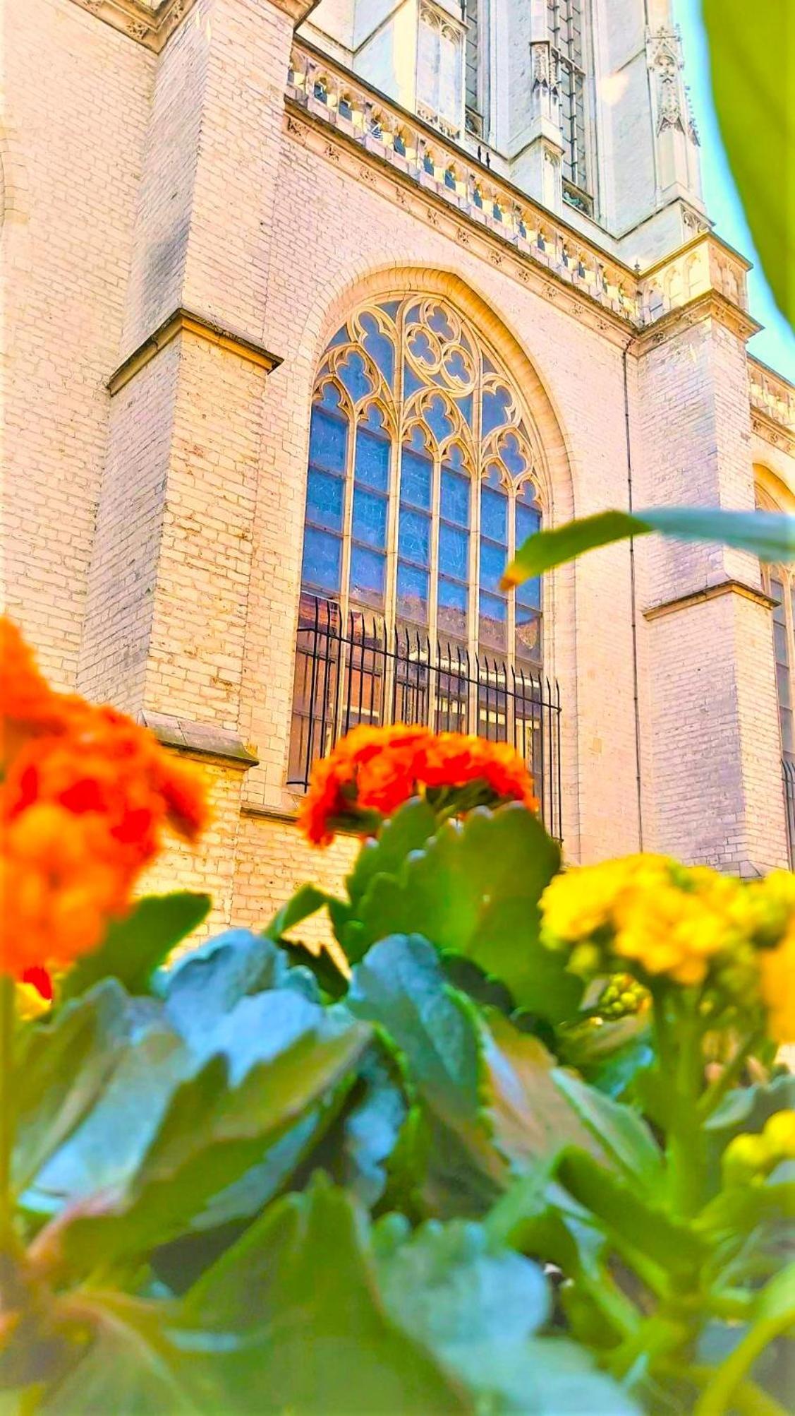 Mezonvin in Antwerpen, Belgium