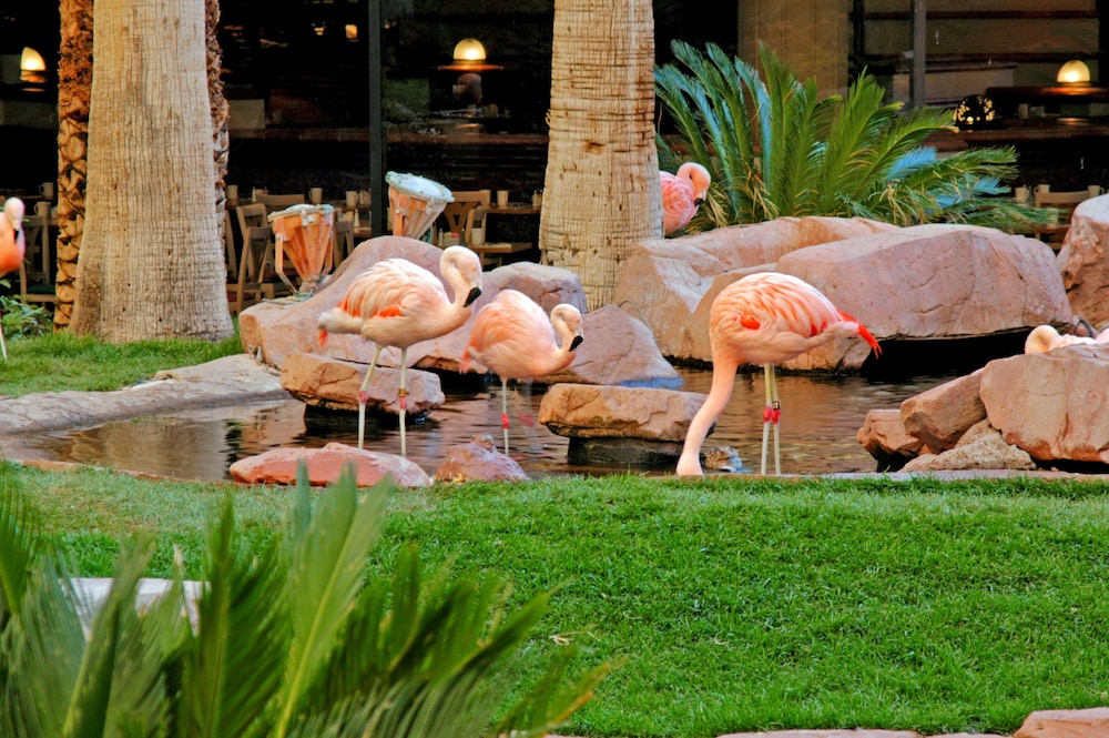 Flamingo Las Vegas Hotel & Casino - photo 136