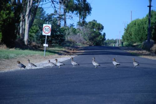 Country Charm Swiss Cottages in Beechworth, Australia