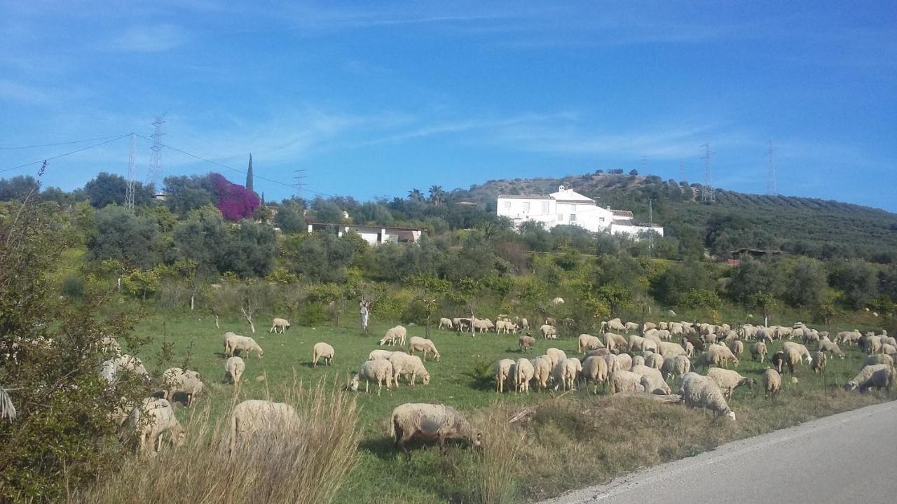 Marumundo — Alora — photo 5