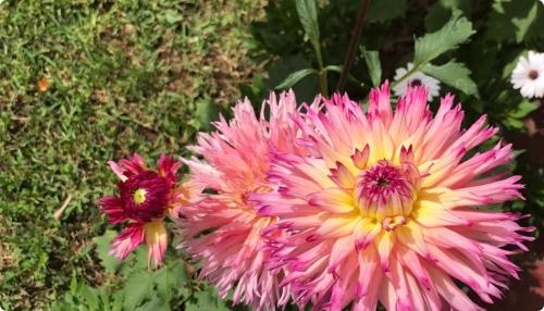 Lovely flat in nice garden in Rabat, Morocco