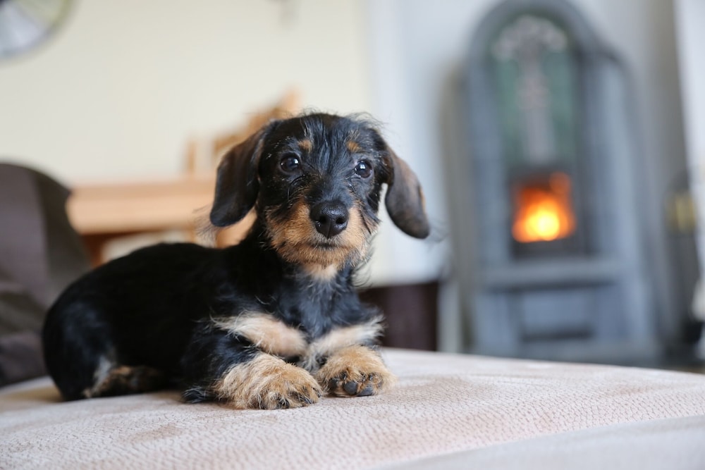 Pet-friendly amenities