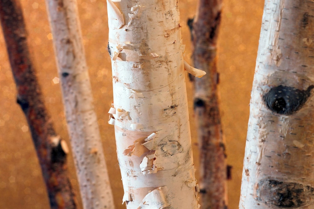 The Westin Chicago North Shore - photo 4