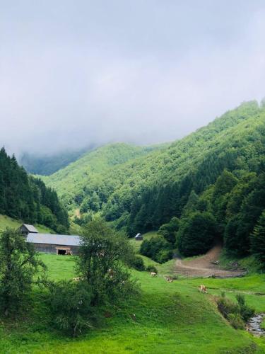 Cabana Țibleș Bichigiu — Bichigiu — photo 2