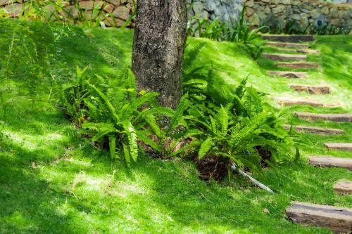 Heliconia Ledge — Unknown City — photo 3