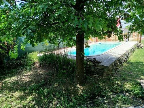 Amaryllis in Tandil, Argentina