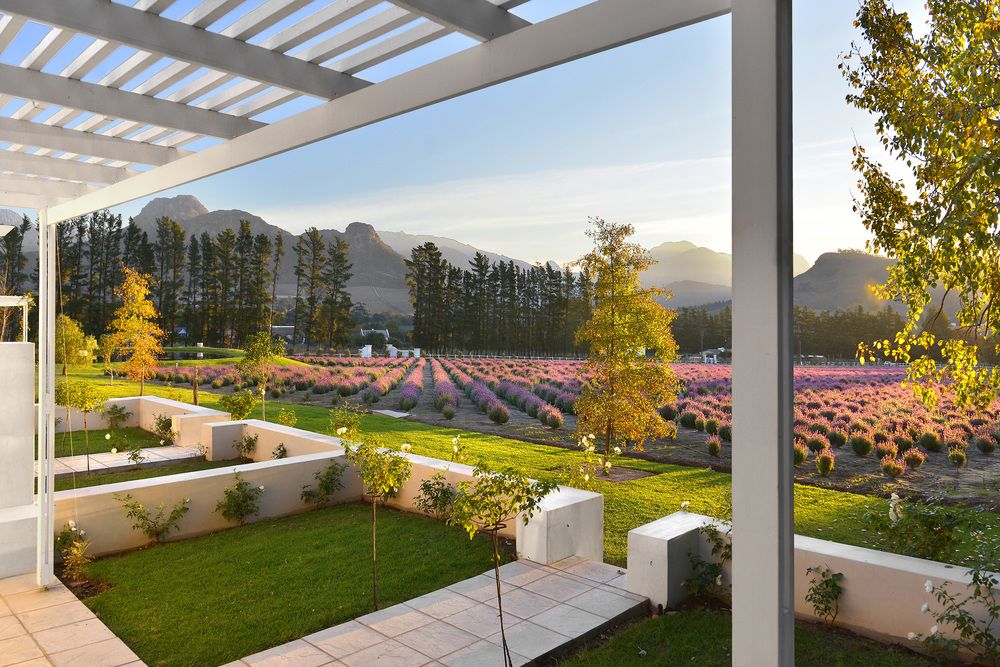 Lavender Farm Guest House — 4-Star Luxury Hotel in Cape Town, South Africa