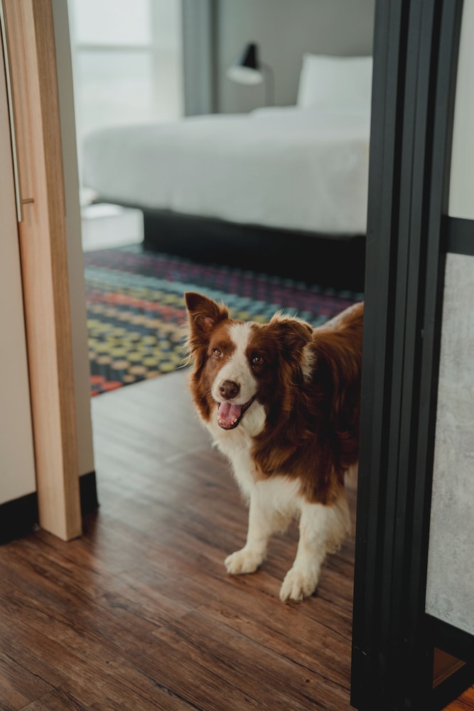 Pet-friendly