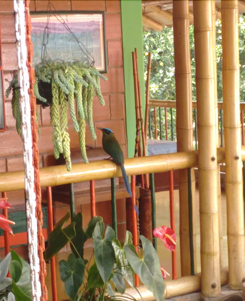 Finca Tradicional La Colonia in Montenegro, Colombia