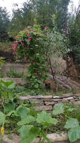 Guest House Ucha