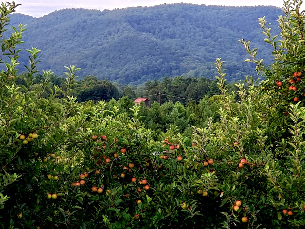 Blue Ridge Manor B&B - photo 43