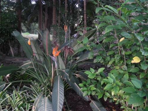 Maleny Hinterland Escape — Witta — photo 5