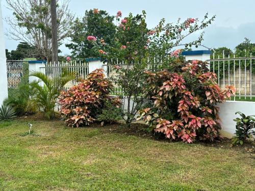 Something Blue in Savanna-La-Mar, Jamaica