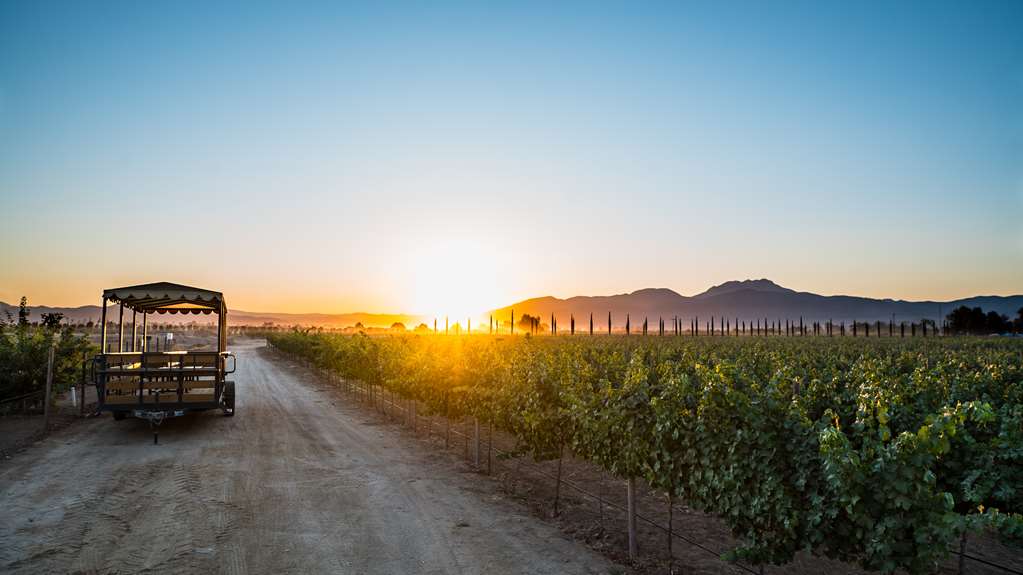 ElCieloResort Vineyard