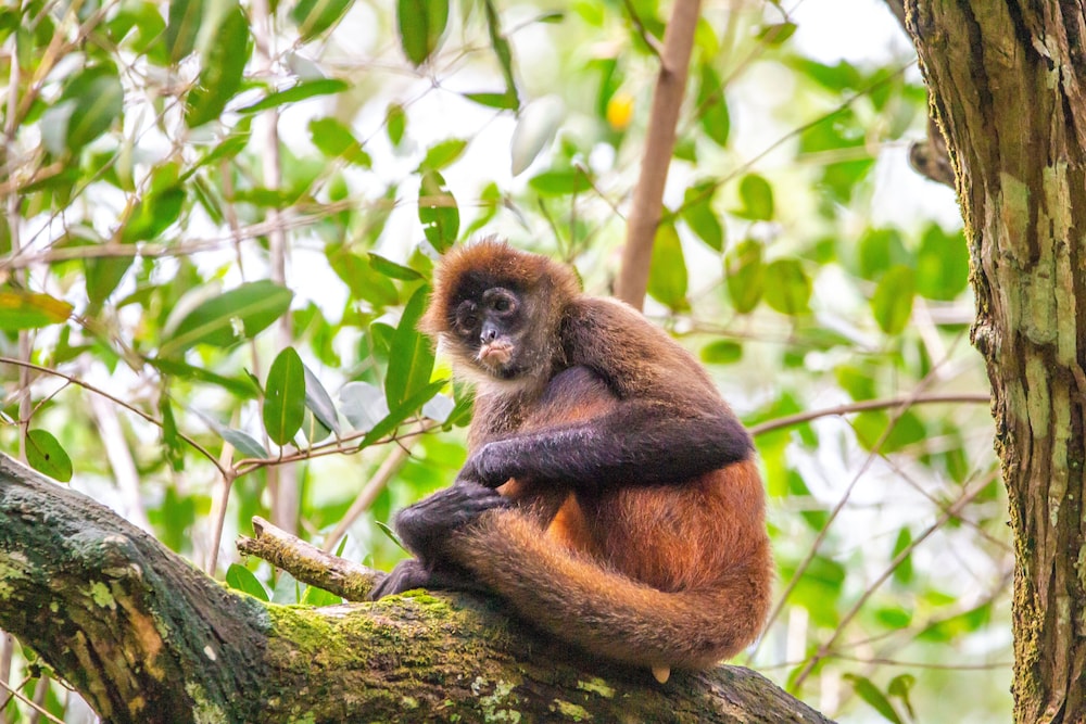 Chosa Manglar Nature Retreat in Puerto Jimenez, Costa Rica