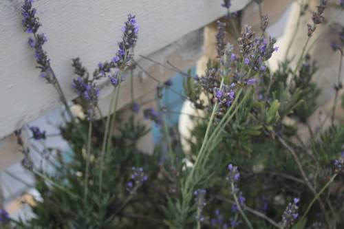 Artemisia — Mosta — photo 4