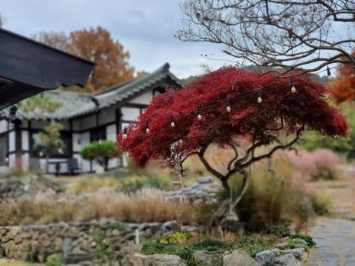 Naju Gotaeg Flowers are blooming on the mountain in Naju, South Korea