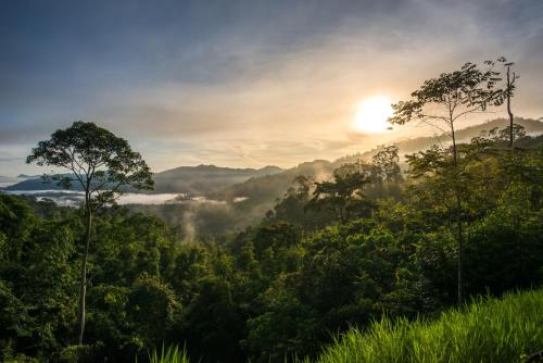 Rest Pause Rainforest Retreat — Kuantan — photo 4