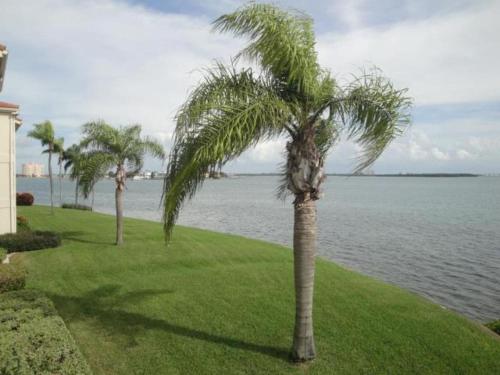 Palma Perfect Florida Getaway in St. Petersburg, United States