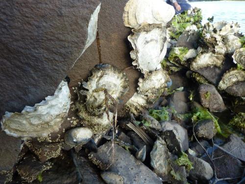 Oyster Shack - last minute hotel in Hastings