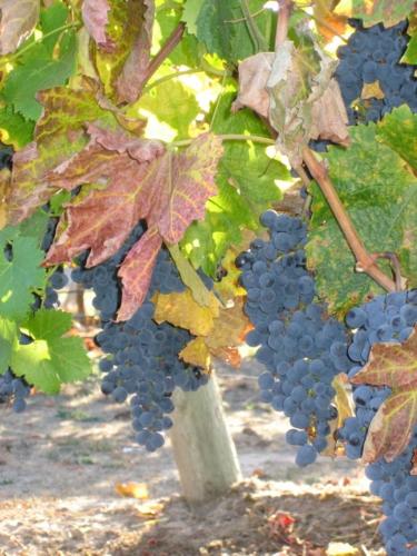 Pearlessence Vineyard Inn - photo 12