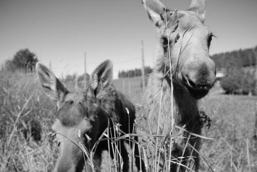 Moose Garden — Oestersund — photo 2
