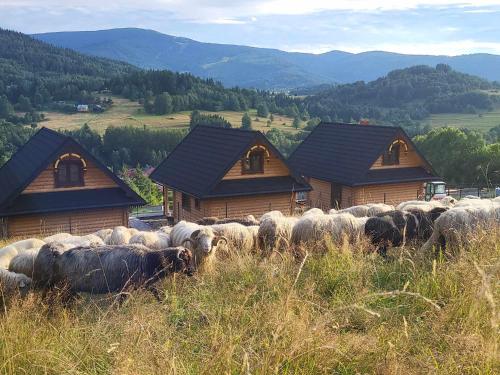Chaty pod Pilskiem sauna i jacuzzi w cenie in Korbielow, Poland