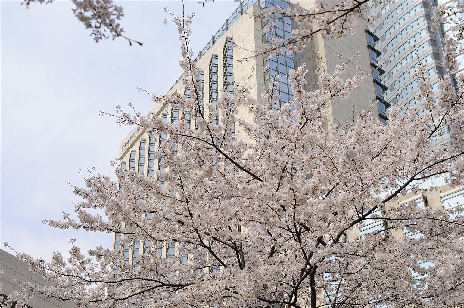 Grand Hyatt Tokyo — 5-Star Luxury Hotel in Tokyo, Japan