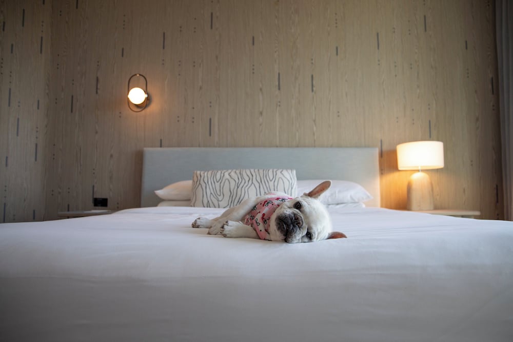 Kimpton Hotel Palomar South Beach by IHG - photo 36