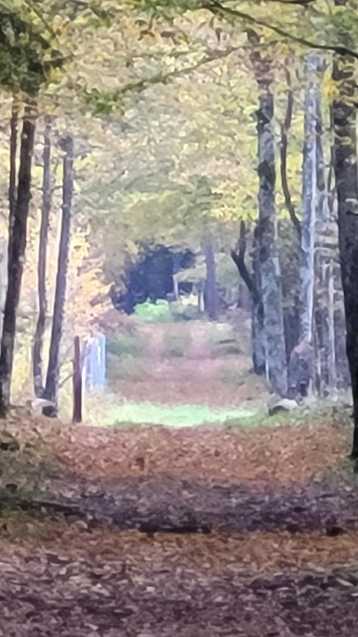 In Nature in Bialowieza, Poland