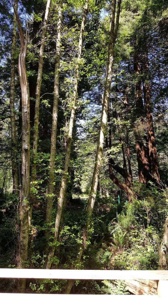 Emerald Forest Cabins - photo 167
