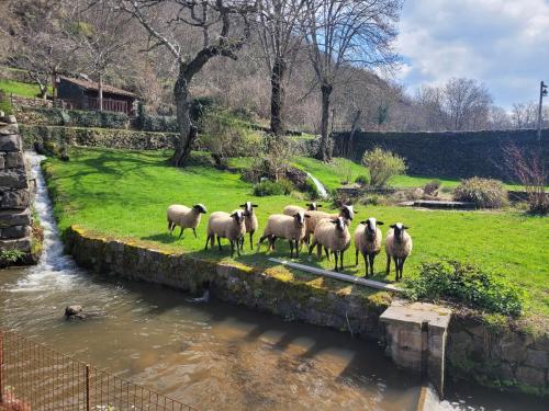 Le Moulin — Allegre — photo 3