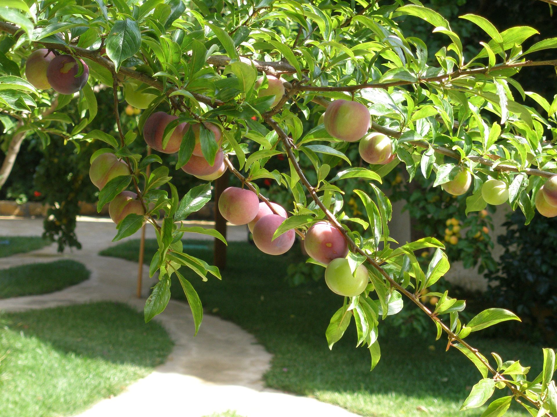 Ariadne Studios Skyros — Skyros — photo 4
