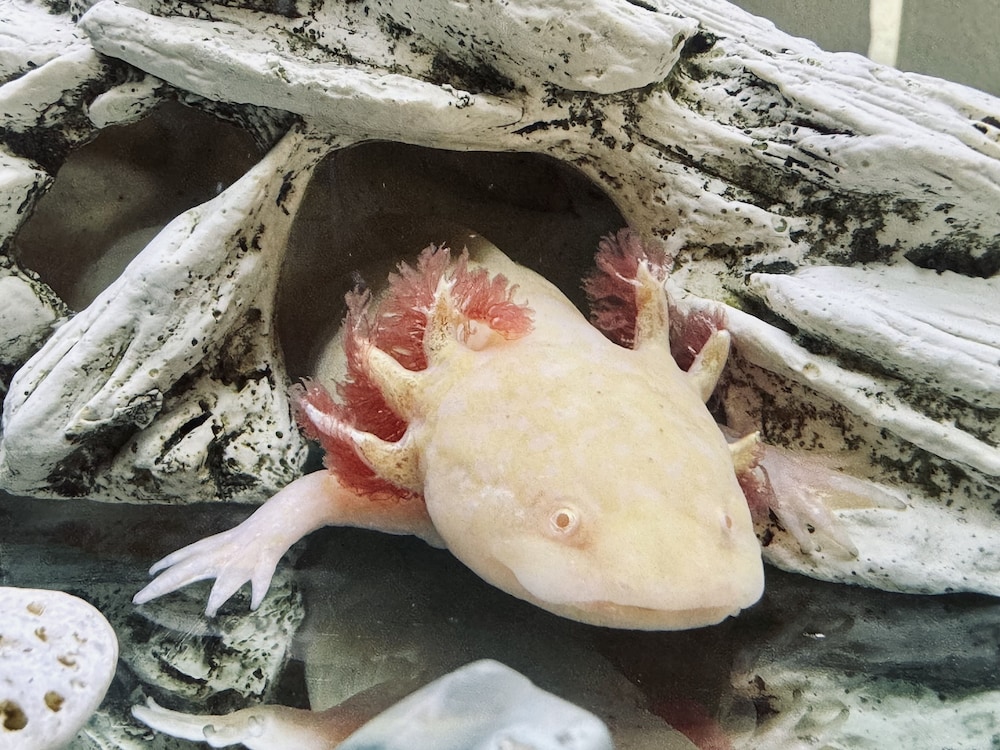 The Tillamook Inn - photo 3