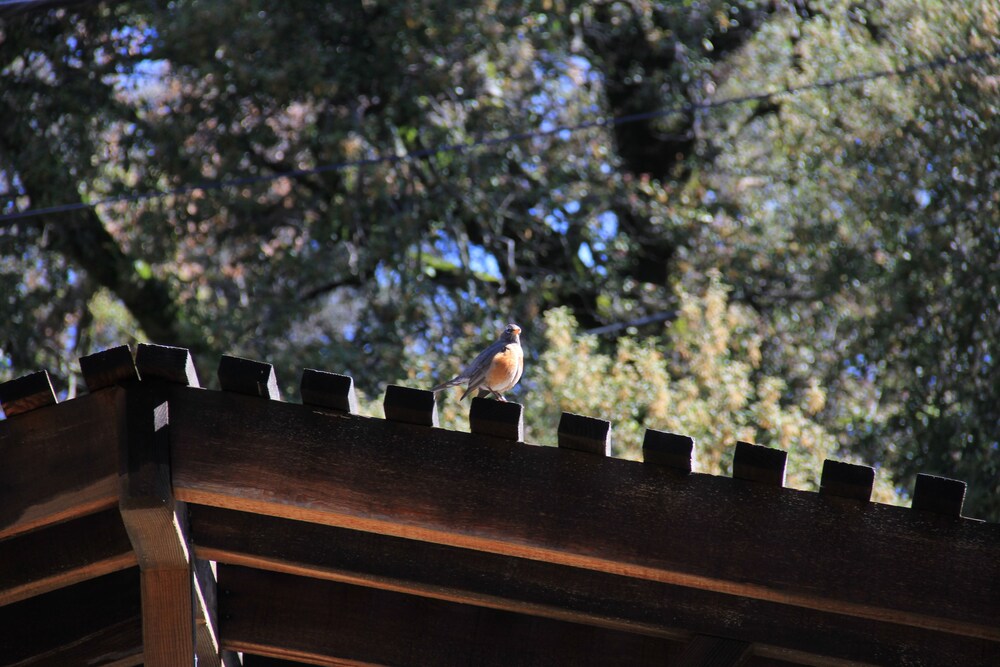 Bird Watcher Inn - photo 76