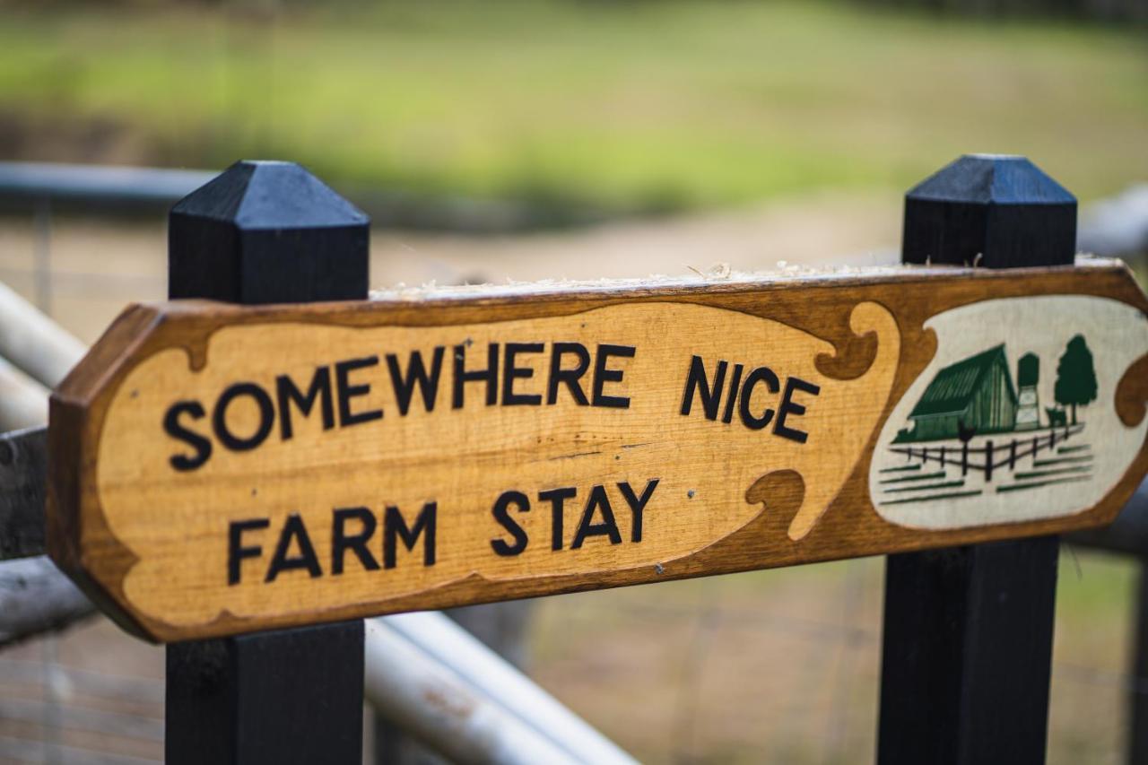 Wallabies parrots farm animals — 4-Star Luxury Hotel in St Helens, Australia